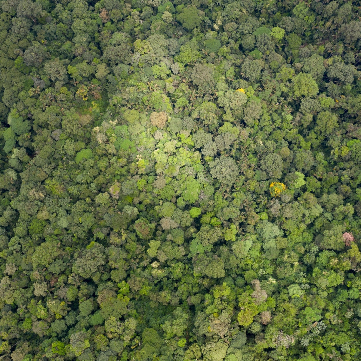 TooA in armonia con il Pianeta